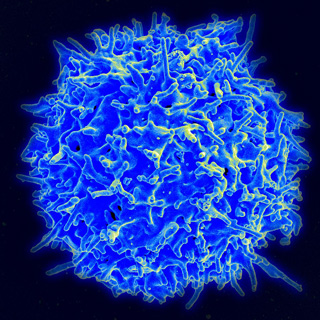 Image of a cell, appearing as a blue sphere with many points protruding.